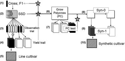 Conventional and Molecular Breeding Tools for Accelerating Genetic Gain in Faba Bean (Vicia Faba L.)